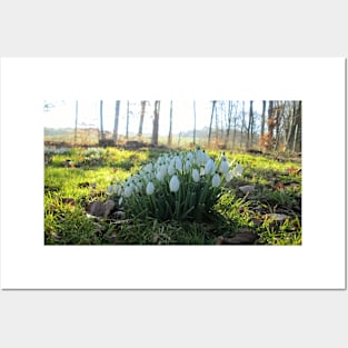 Snowdrops in the Shade Posters and Art